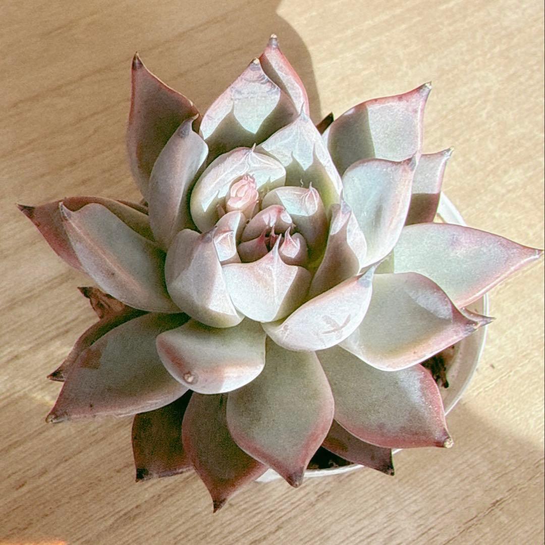 専用 オーズプランツさん苗 クスピダータサンロベルト×リンゼアナ