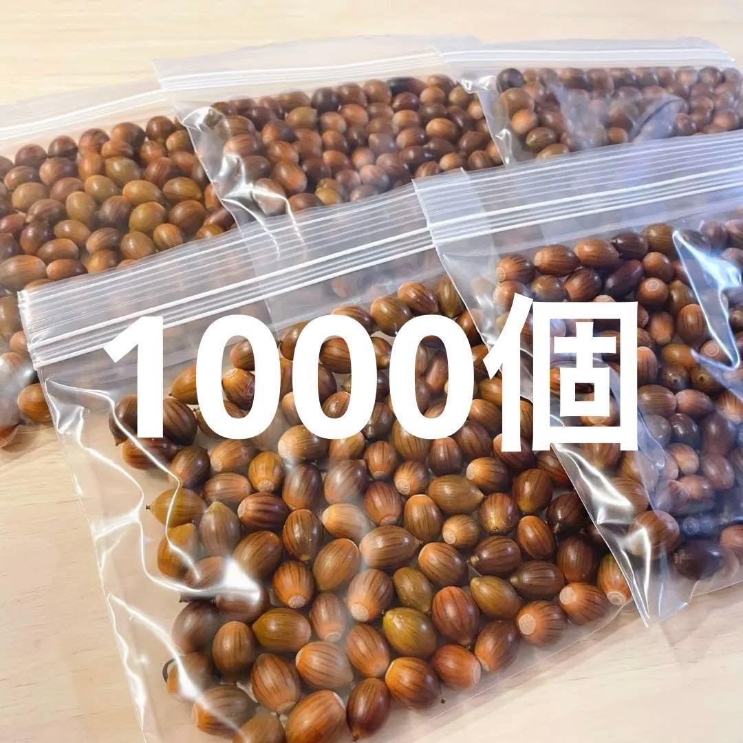 どんぐり 1000個 10月採取 水洗い 煮沸処理 陰干し 砲弾型 磨き