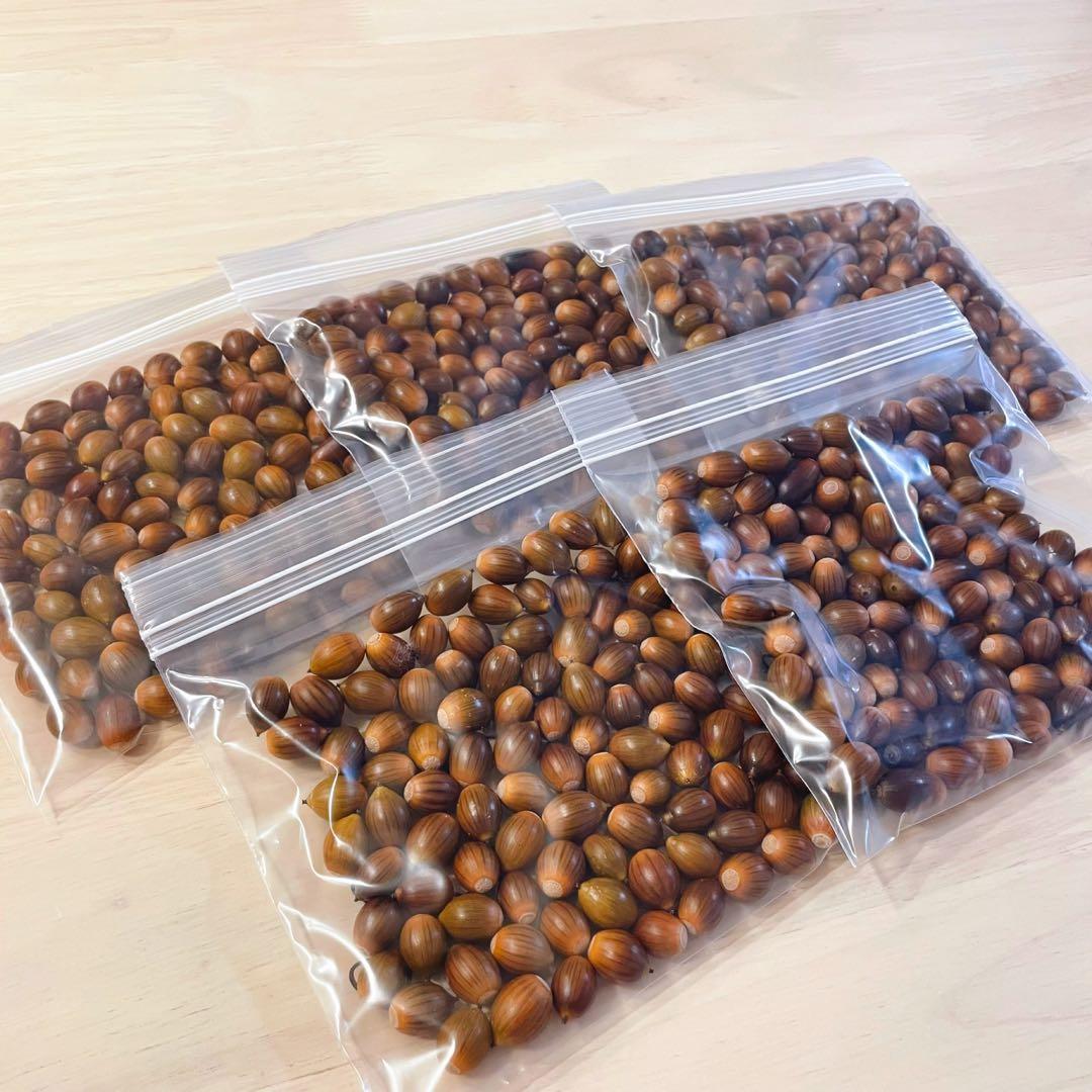 どんぐり 1000個 10月採取 水洗い 煮沸処理 陰干し 砲弾型 磨き