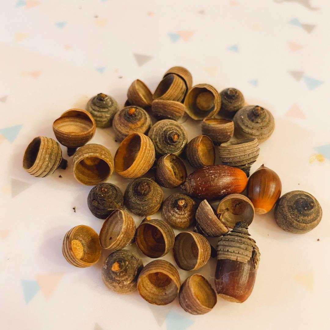 どんぐり 1000個 10月採取 水洗い 煮沸処理 陰干し 砲弾型 磨き