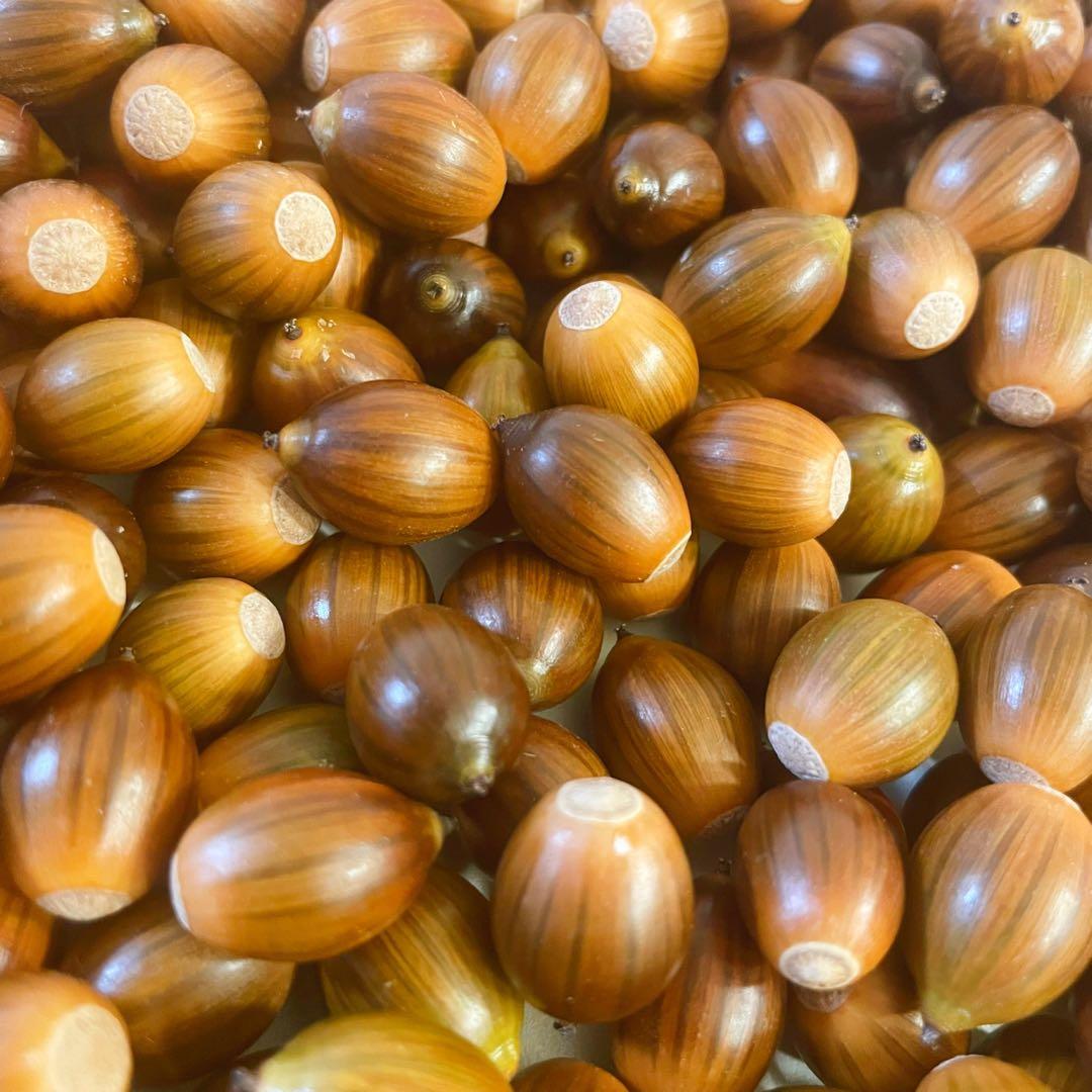 どんぐり 1000個 10月採取 水洗い 煮沸処理 陰干し 砲弾型 磨き