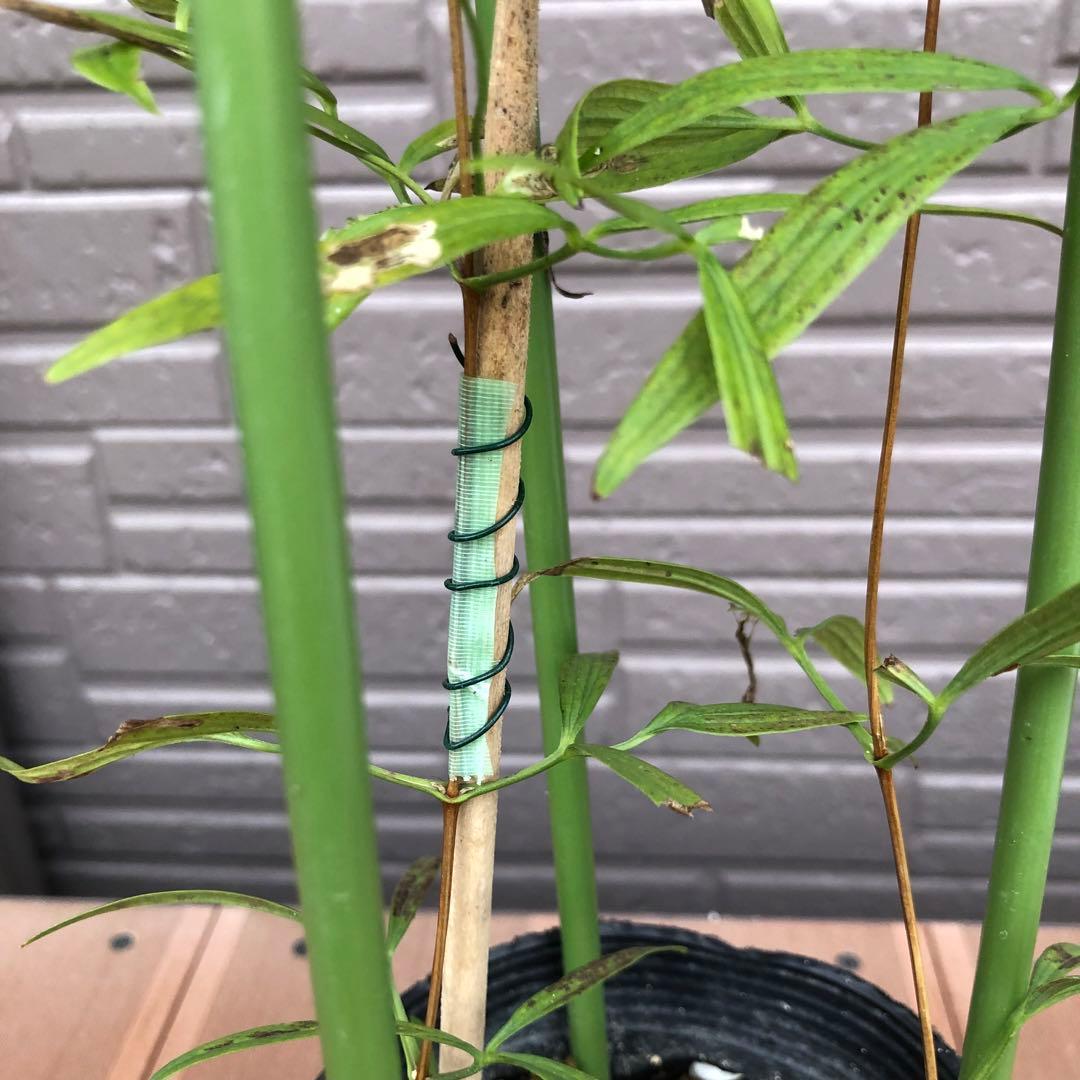 クレマチス　ソシアリス　株分苗　壺型　つぼ型