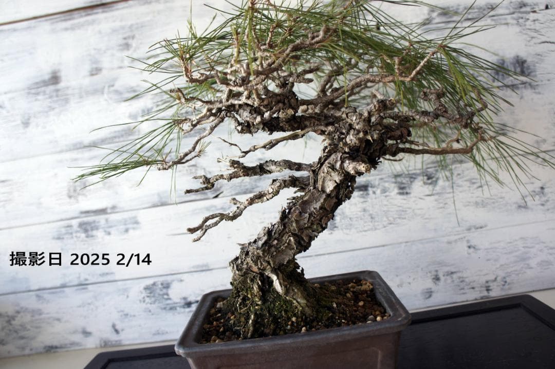 盆栽 『赤松』 和風 インテリア 観葉植物 ガーデニング 送料無料 b066