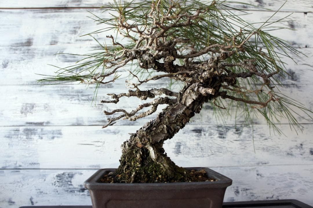 盆栽 『赤松』 和風 インテリア 観葉植物 ガーデニング 送料無料 b066