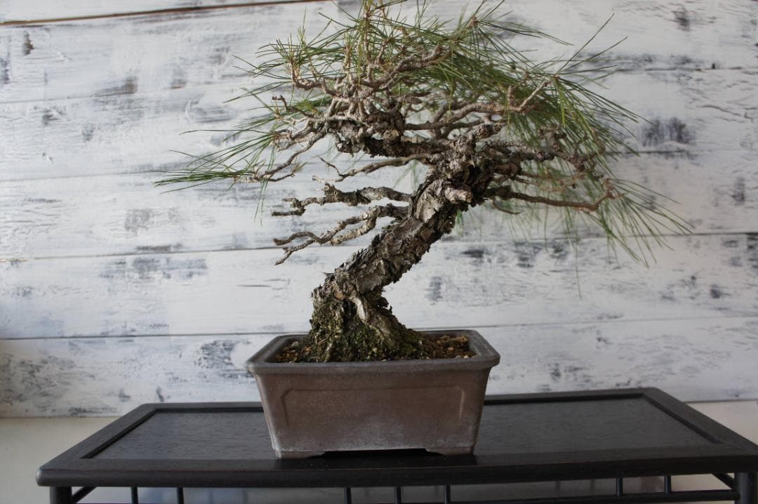 盆栽 『赤松』 和風 インテリア 観葉植物 ガーデニング 送料無料 b066