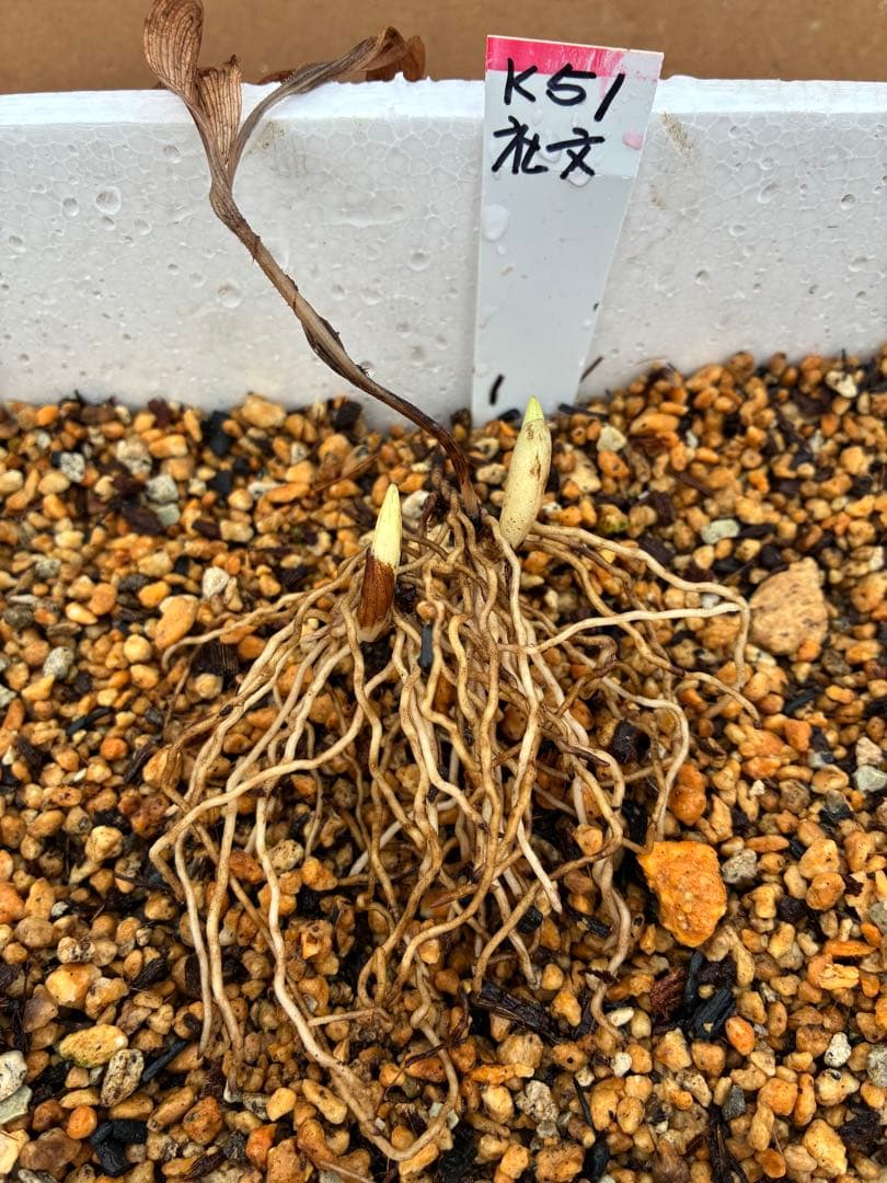 K51 礼文アツモリソウ