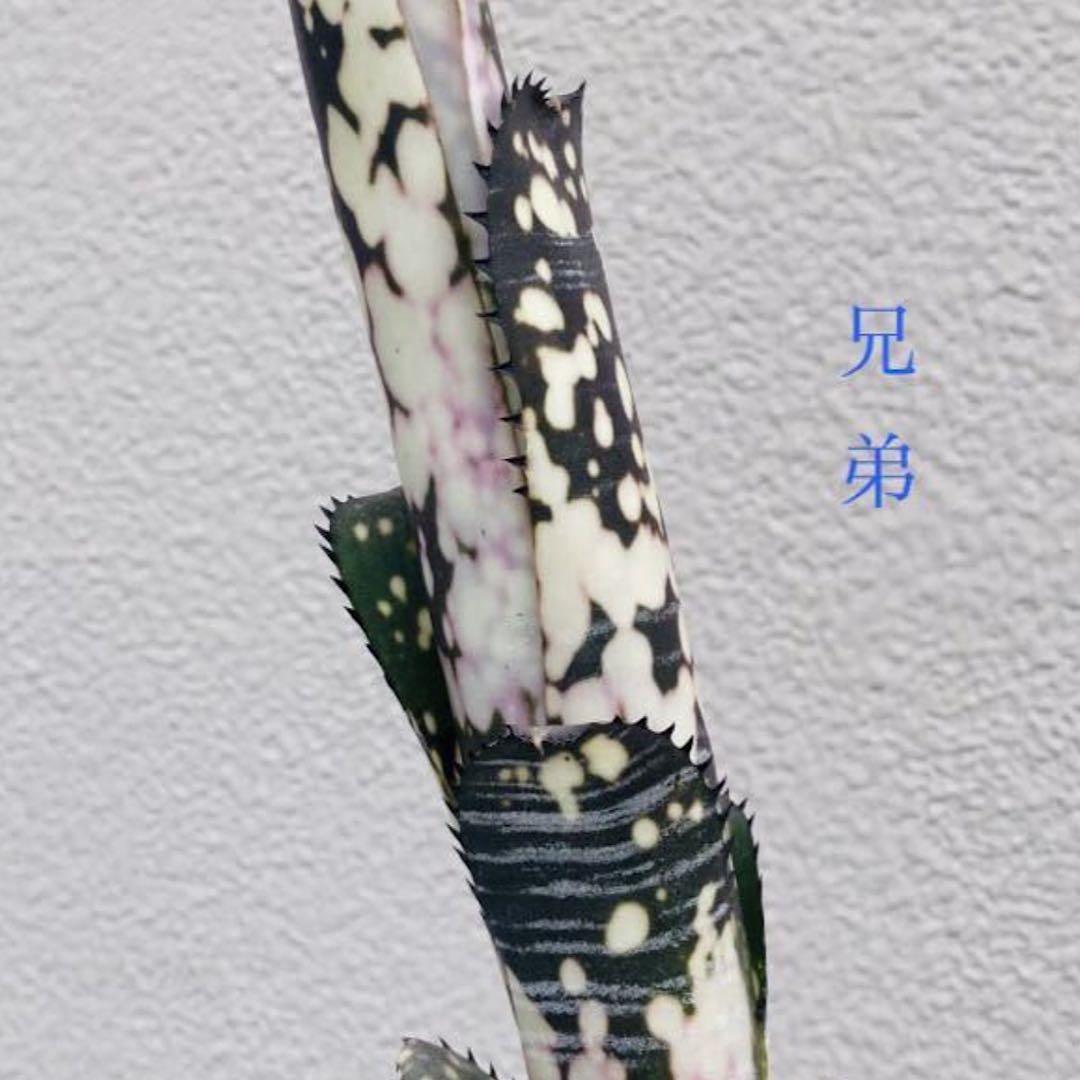 年末特価最終！ビルベルギア　ドミンゴス・マルティンス　抜き苗