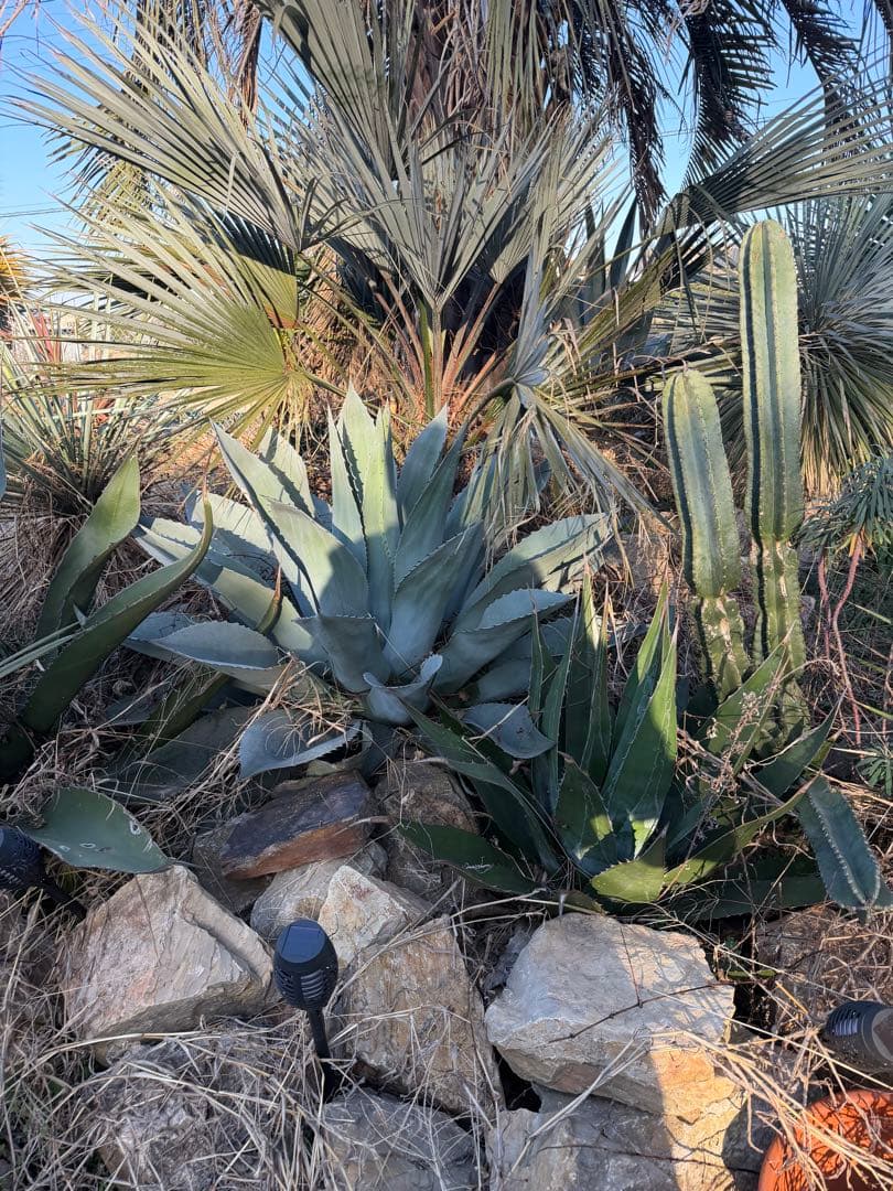 アガベ オバティフォリア