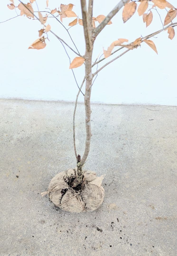 素性優良。山採りヤマコウバシ。