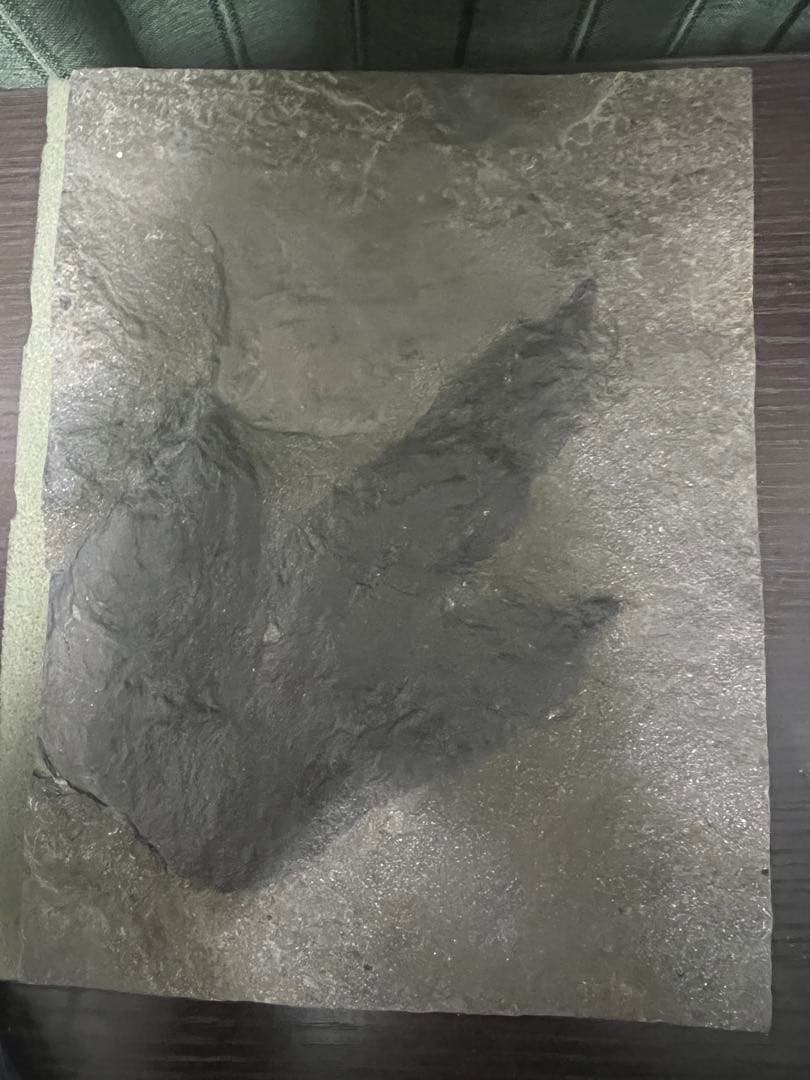 獣脚恐竜の足跡の化石（博物館級）