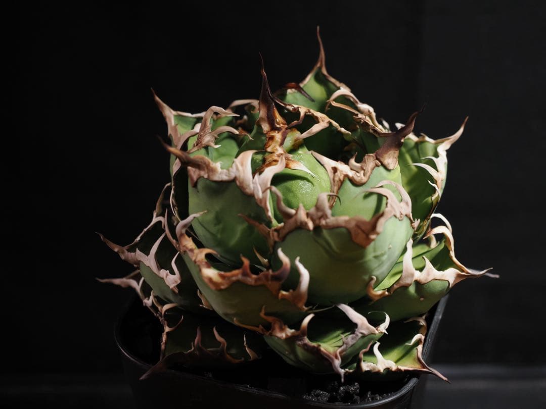 アガベ　アリゾナ