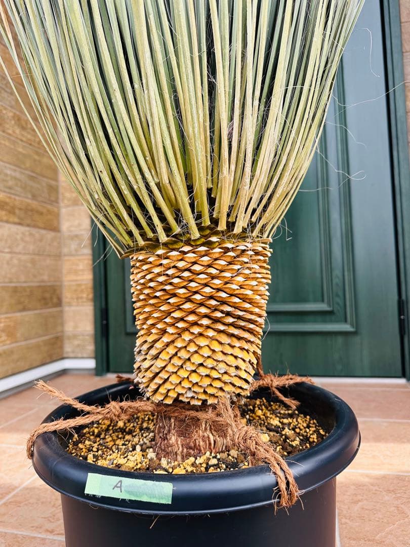 ユッカ　エラータ　極上株【大株】【A】【ベアルート】