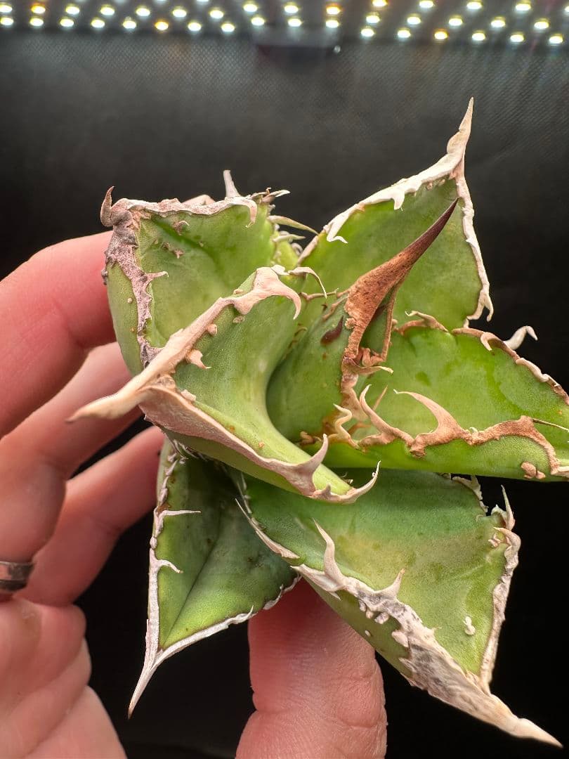 星空 ブツブツ系 極上コンパクトタイプ_11