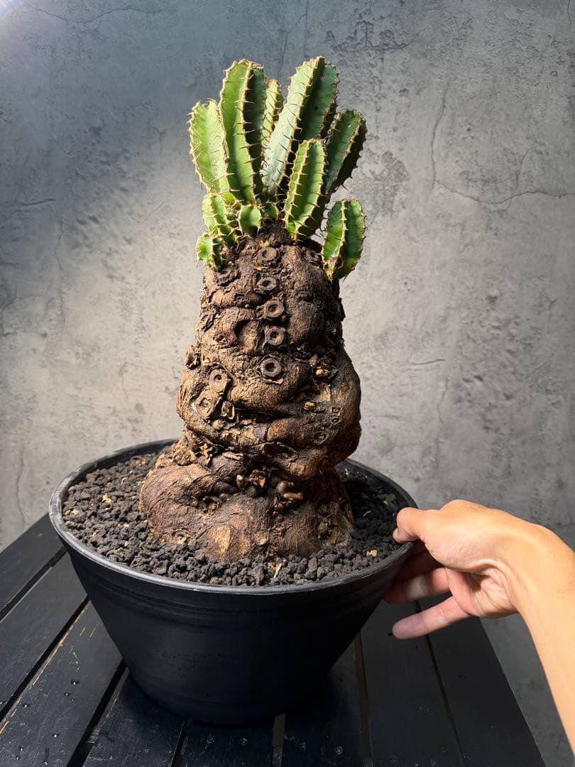 Kawasakiz1様. 【超特大・極上株】ユーフォルビア ムランジーナ