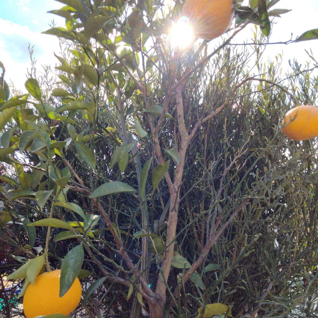 甘夏　人気の柑橘