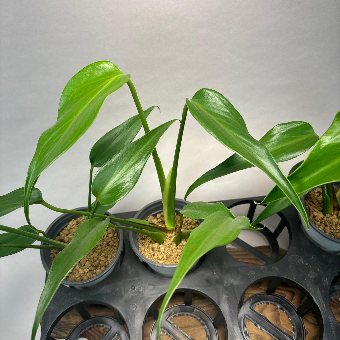 に*y様 5株セットモンステラ バールマルクスフレーム