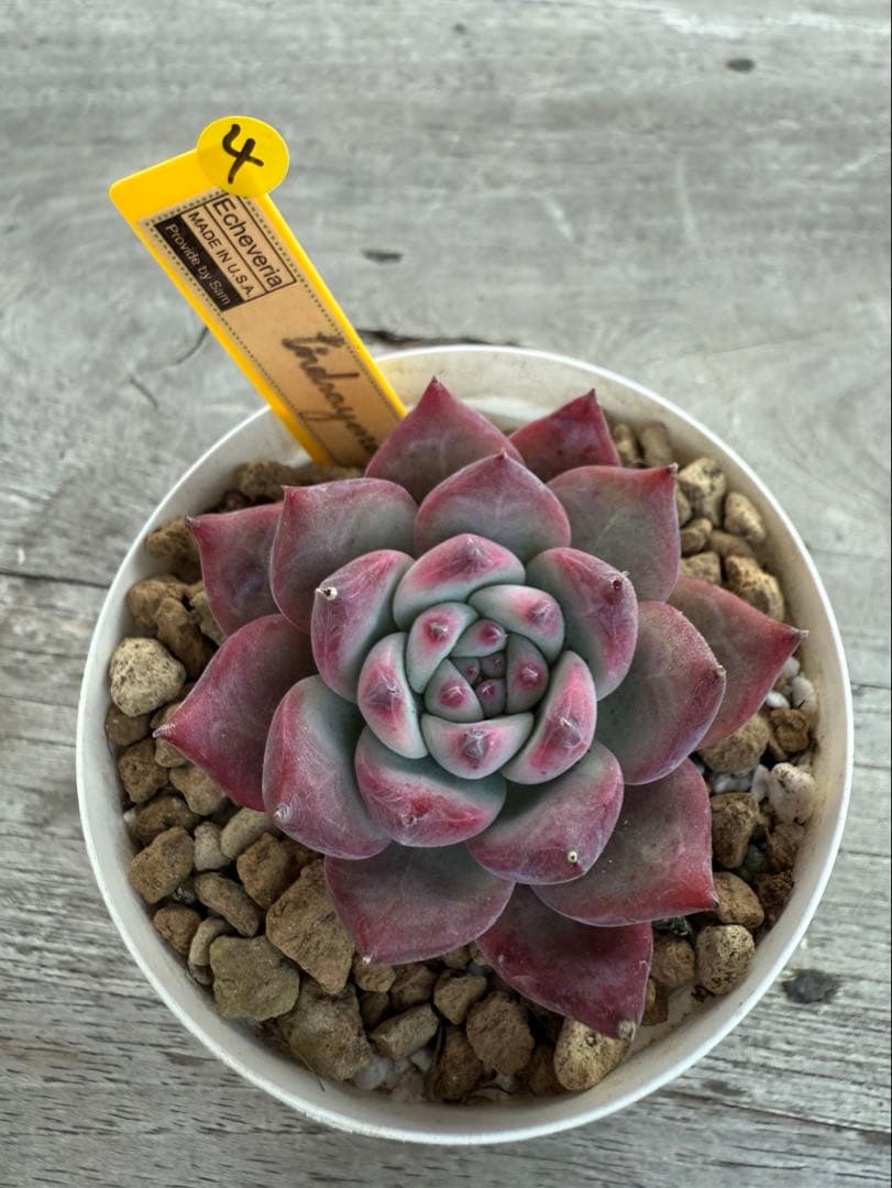 4 希少 リンゼアナNo.3 丸葉タイプ　カリフォルニア輸入