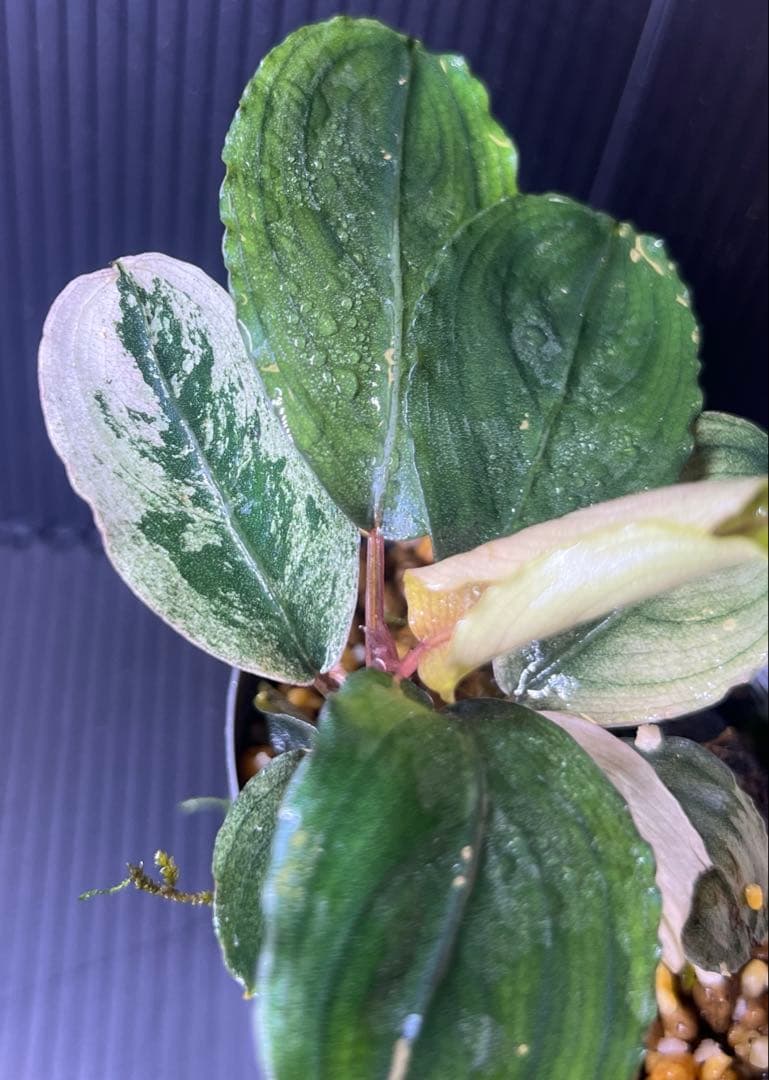 ブセファランドラsp mukok