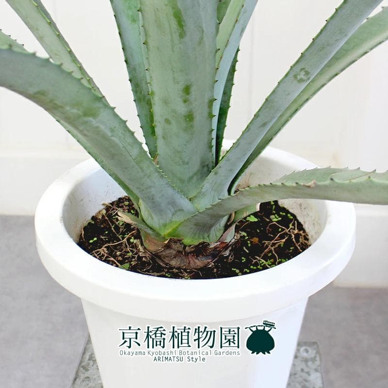 【現品】アガベ・アオノリュウゼツラン　8号　白鉢　（5）