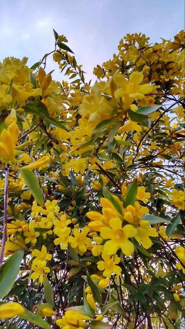 カロライナジャスミン　ポット苗　コンパクトボックス発送