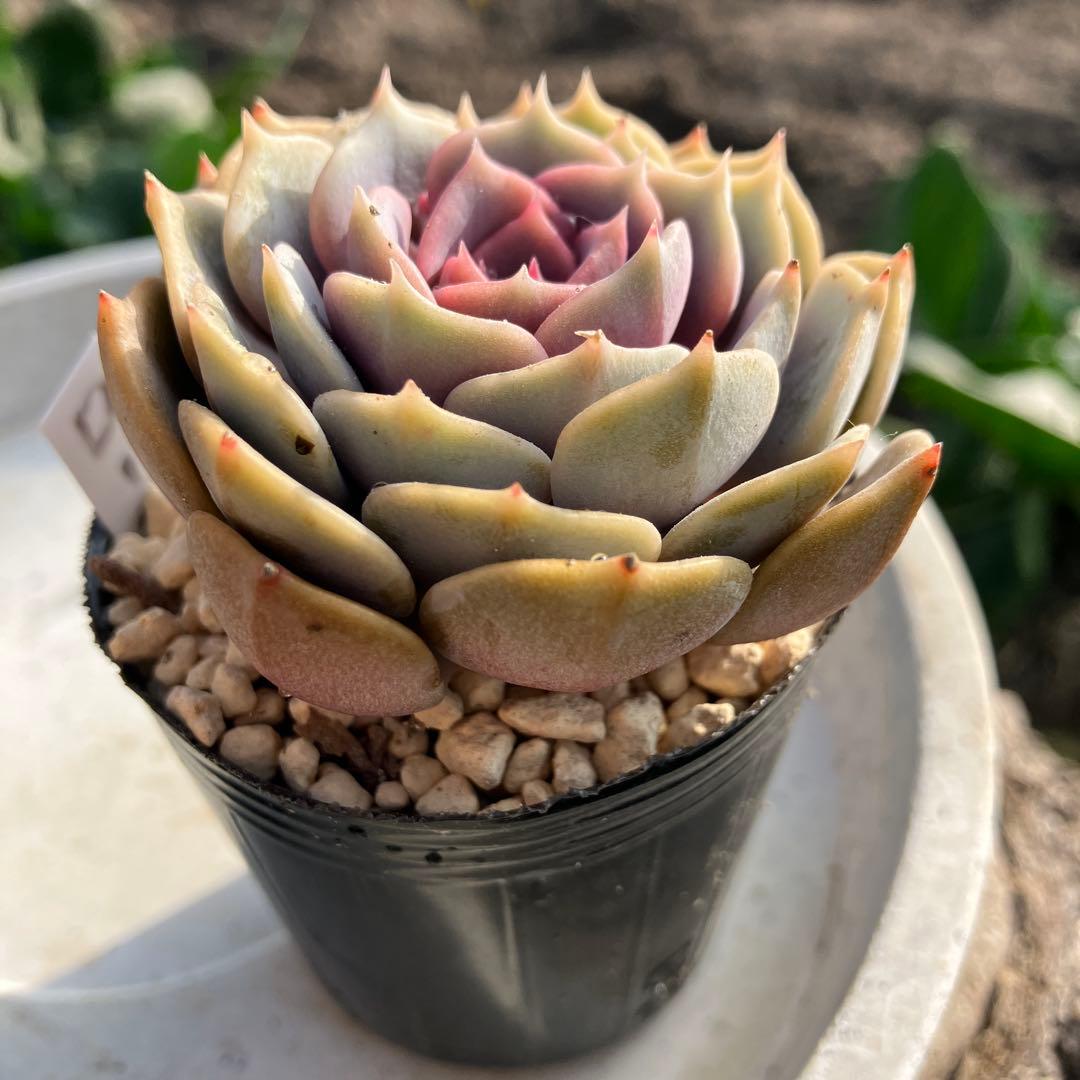 多肉植物　ローラ　抜き苗