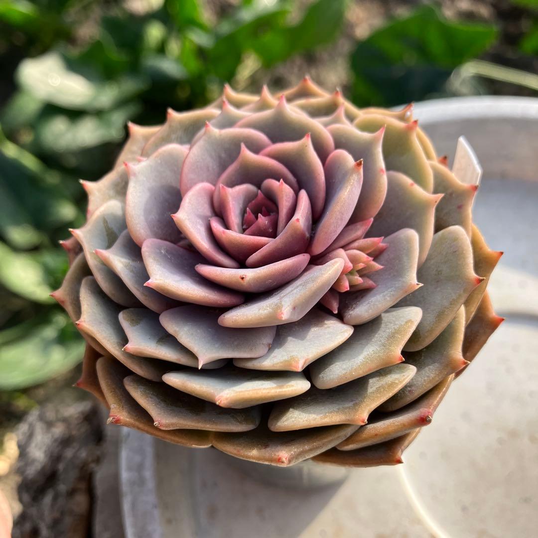 多肉植物　ローラ　抜き苗