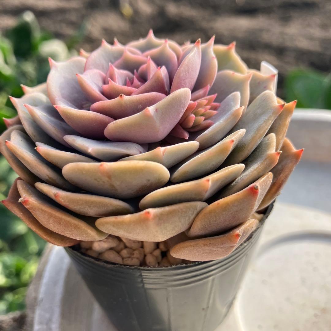 多肉植物　ローラ　抜き苗