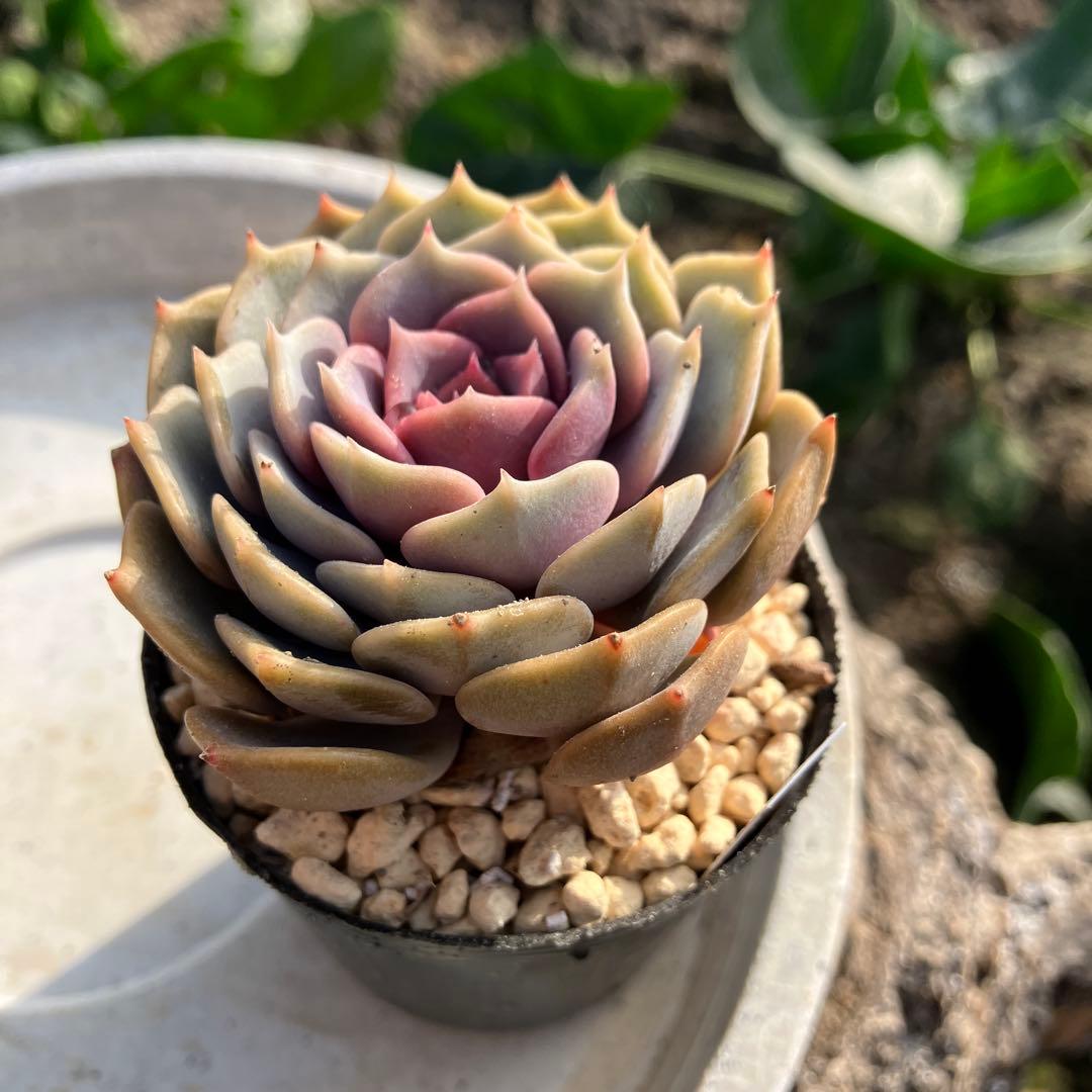 多肉植物　ローラ　抜き苗