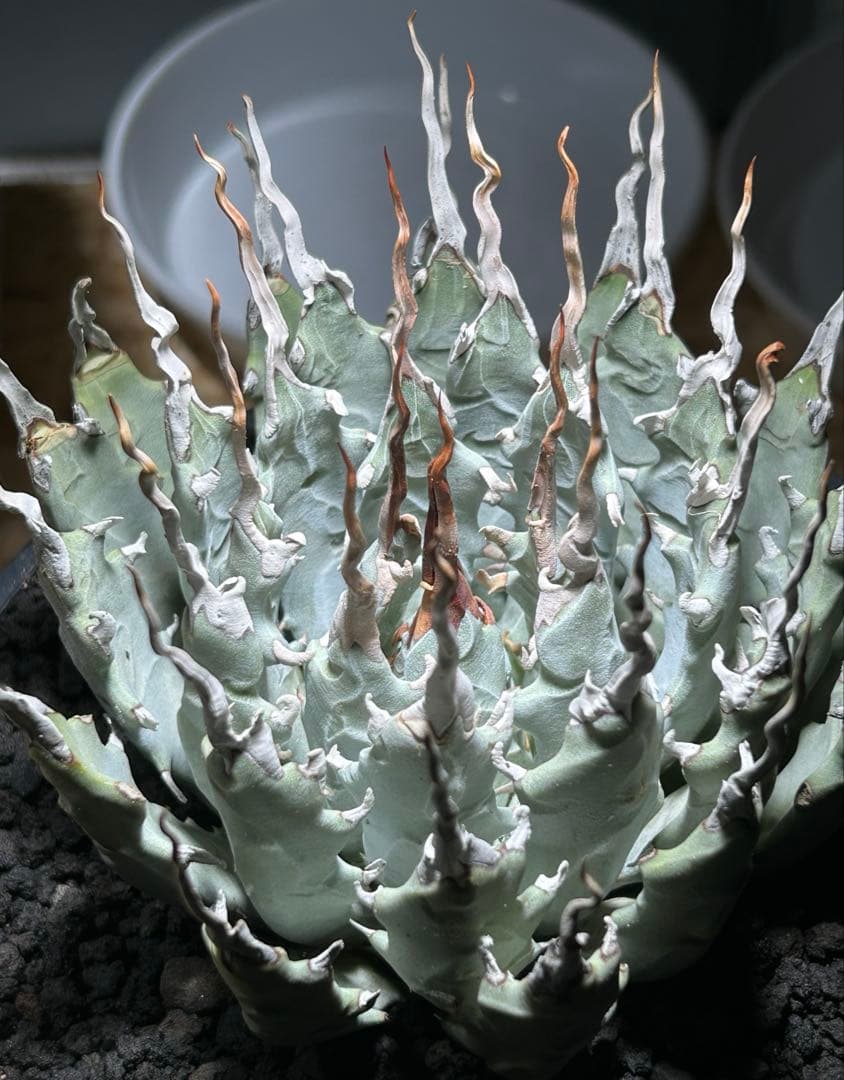 まかいきしアガベutahensis eborispina陽炎 白刺