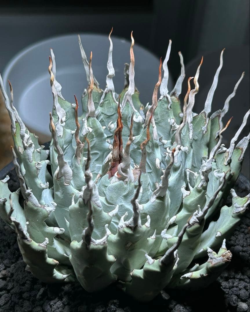 まかいきしアガベutahensis eborispina陽炎 白刺