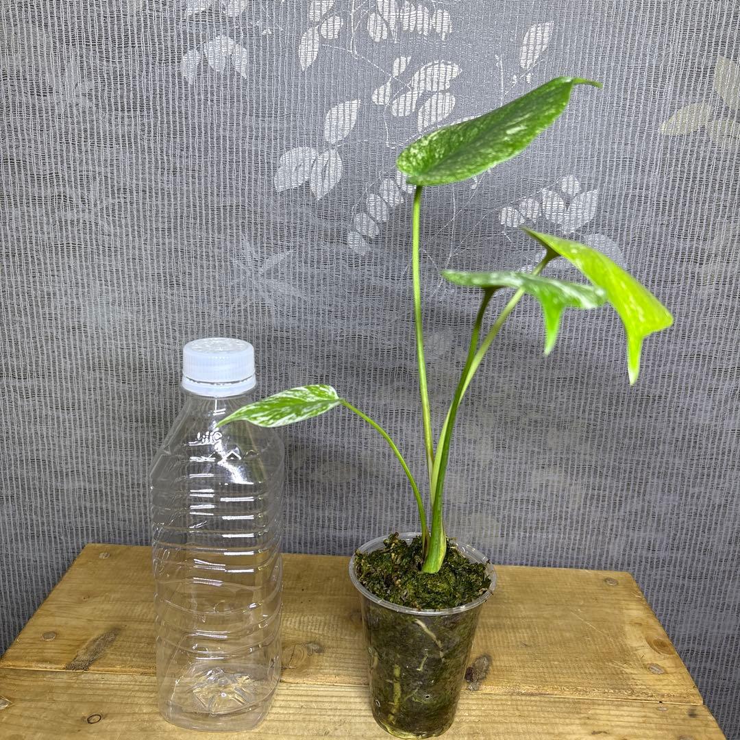 モンステラ　デリシオーサ　ぺパーミント