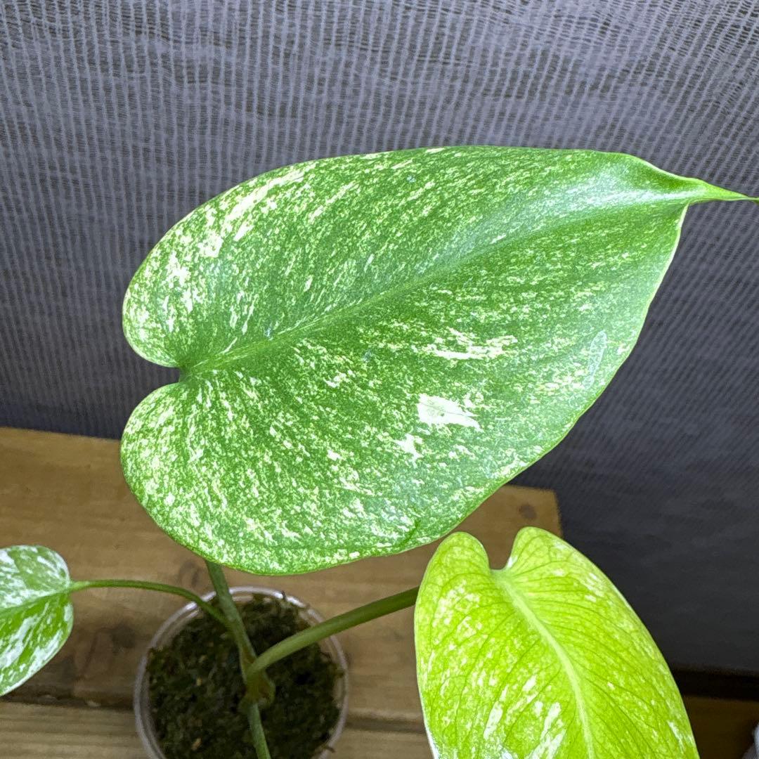 モンステラ　デリシオーサ　ぺパーミント