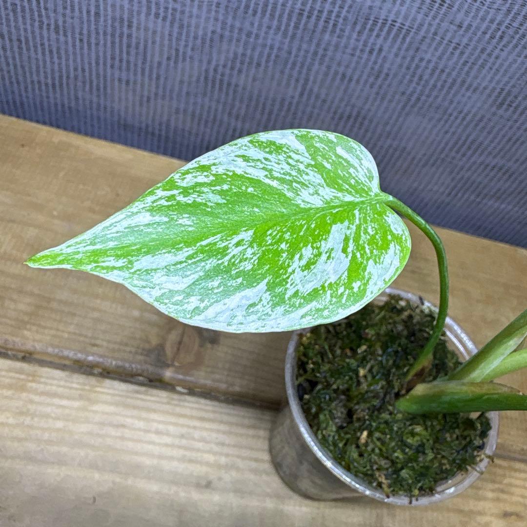 モンステラ　デリシオーサ　ぺパーミント