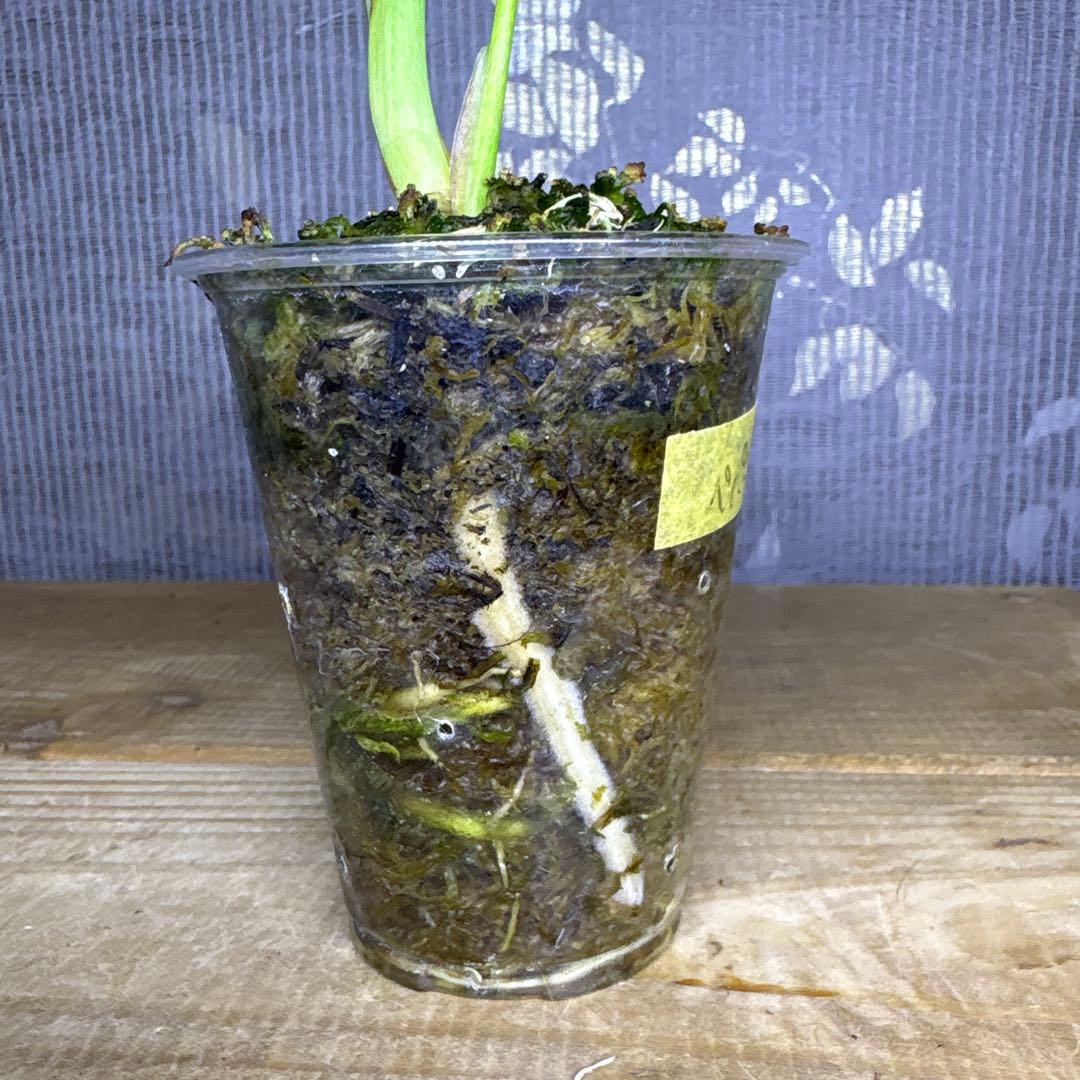 モンステラ　デリシオーサ　ぺパーミント