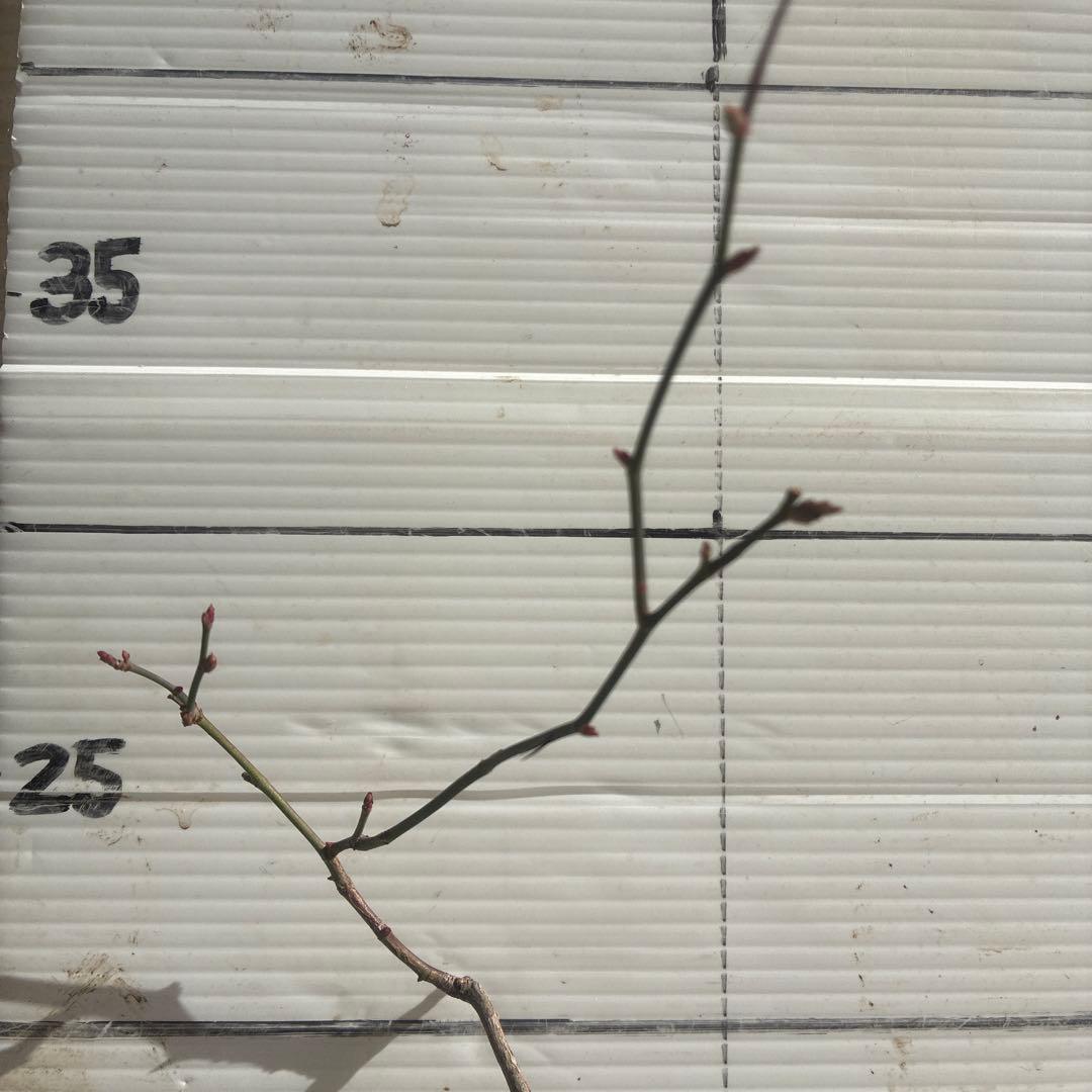 チェリーポニカ薔薇