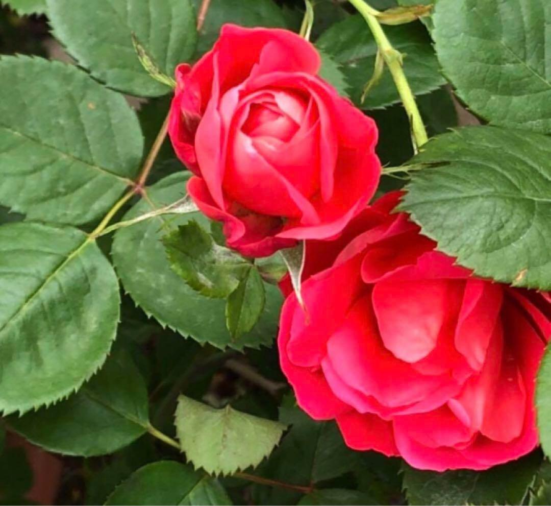 チェリーポニカ薔薇