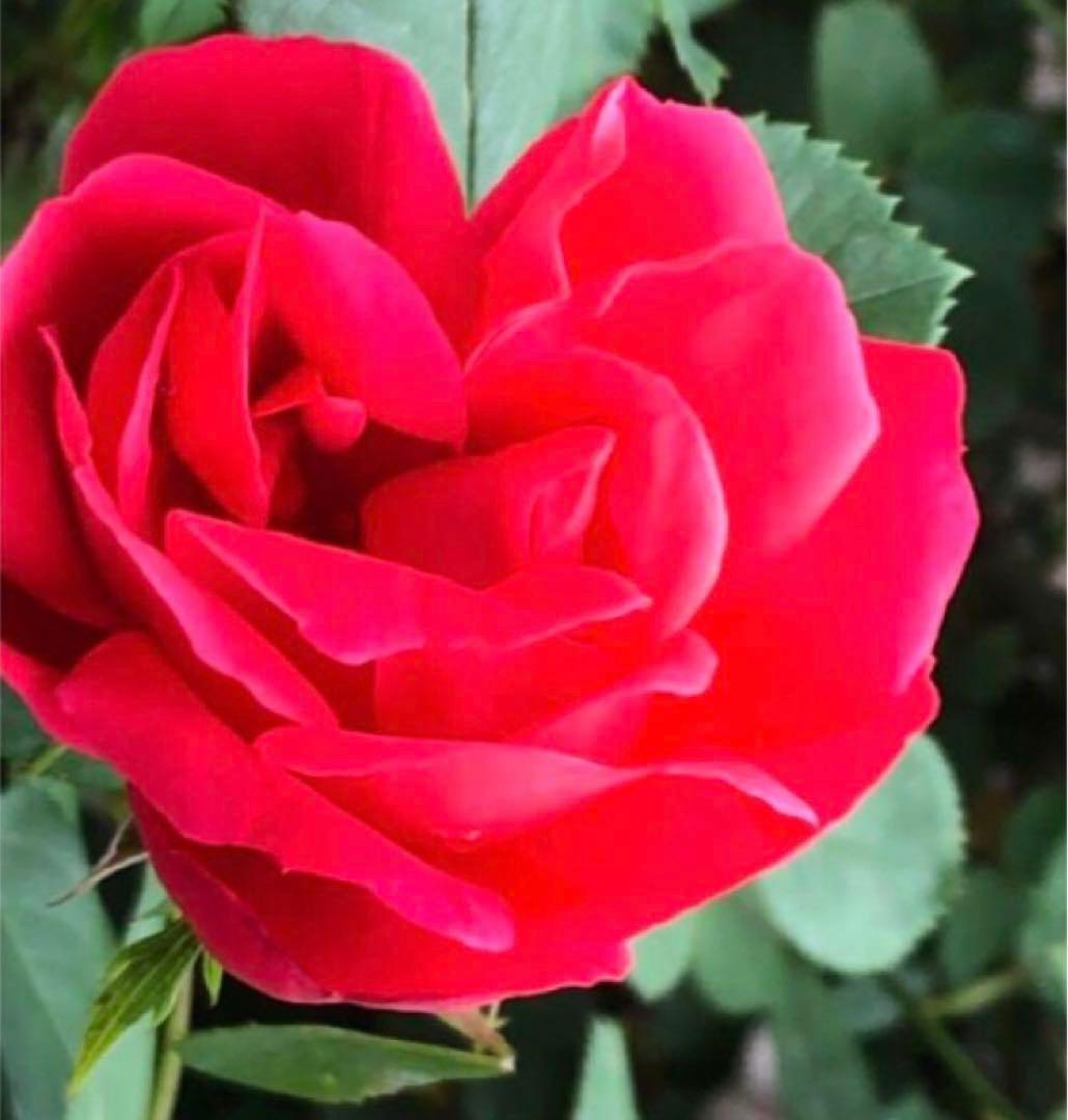 チェリーポニカ薔薇