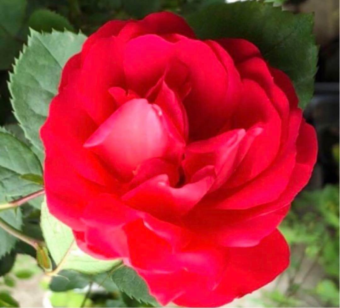 チェリーポニカ薔薇