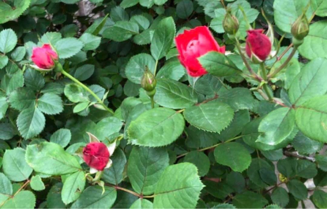 チェリーポニカ薔薇