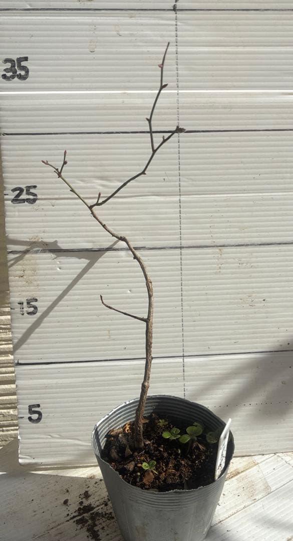 チェリーポニカ薔薇