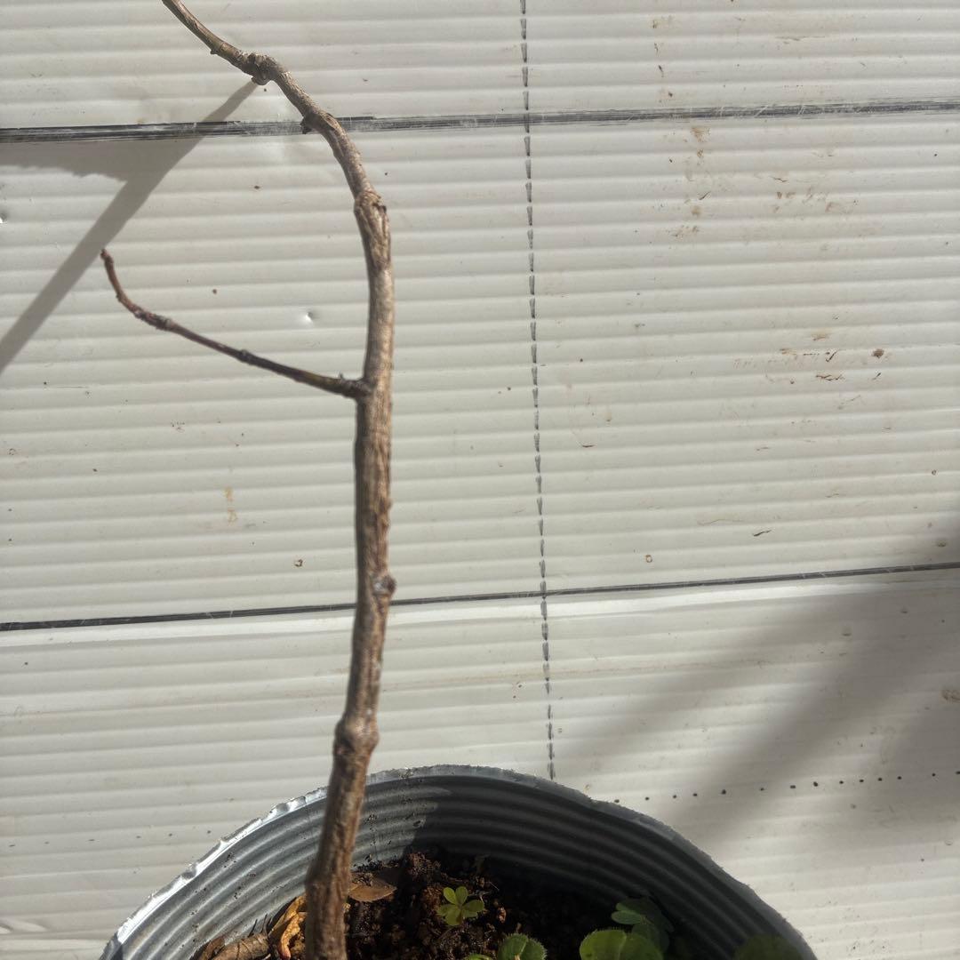 チェリーポニカ薔薇