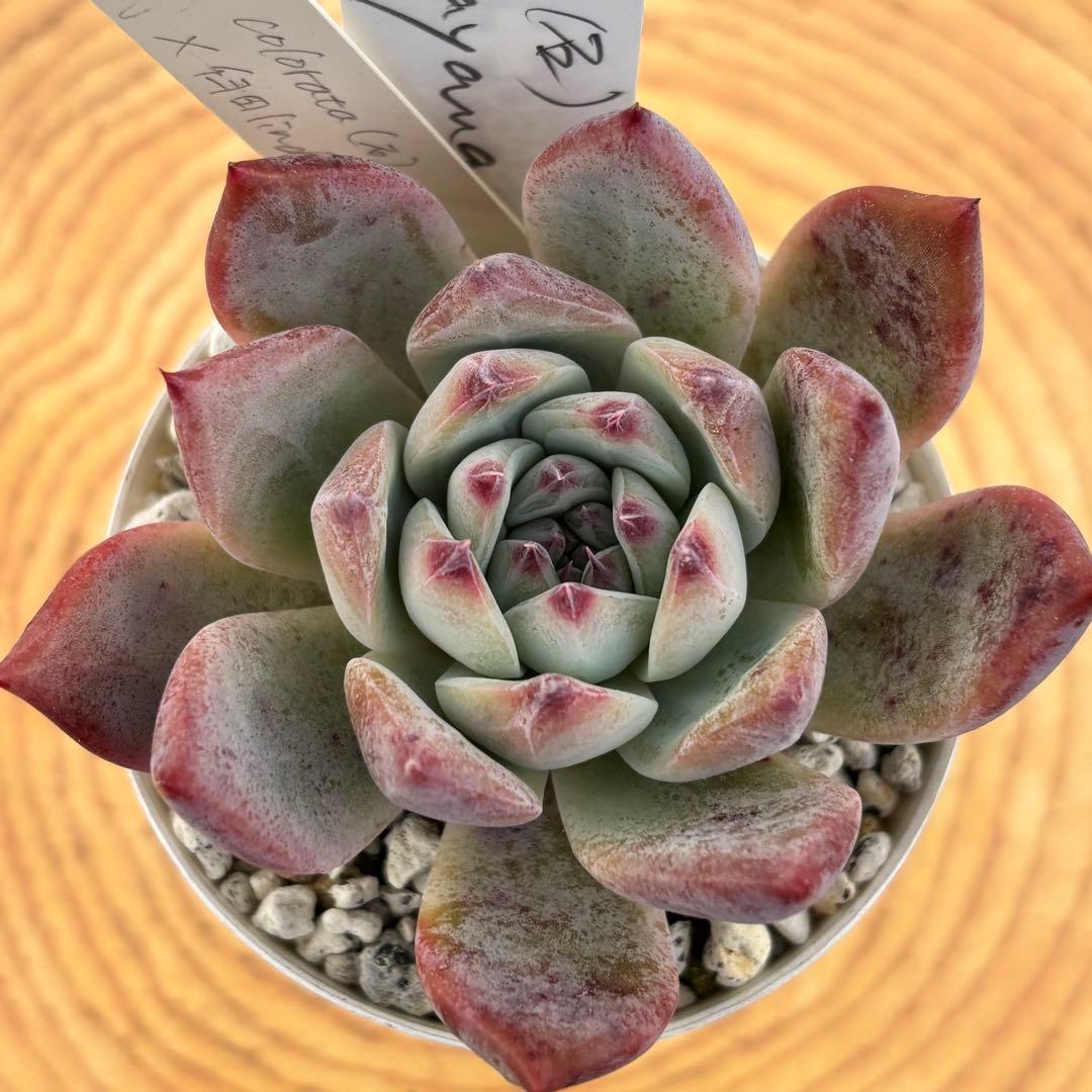 35.【札付き】石田コロラータ×臼田リンゼアナ サボテン相談室 多肉 エケベリア