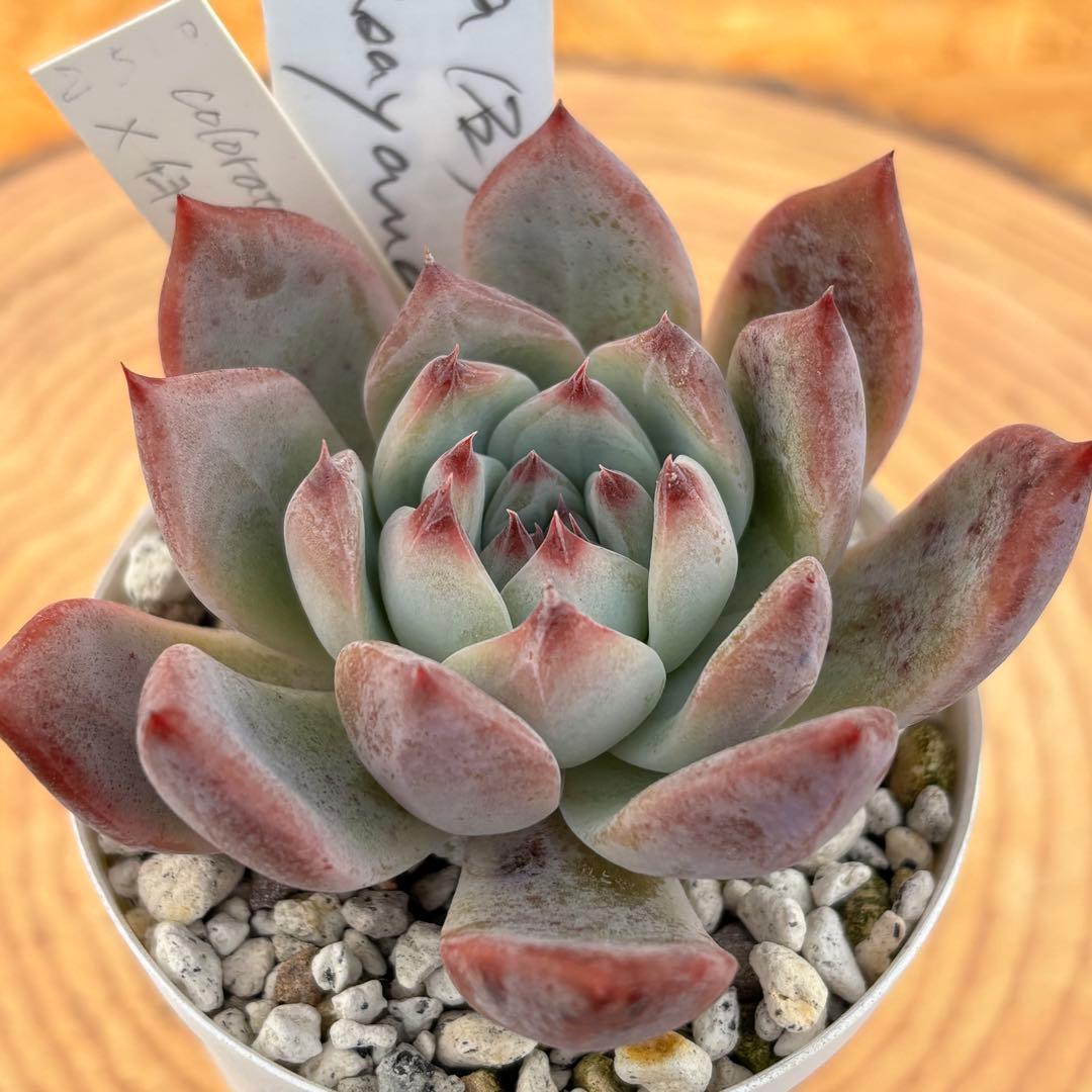 35.【札付き】石田コロラータ×臼田リンゼアナ サボテン相談室 多肉 エケベリア