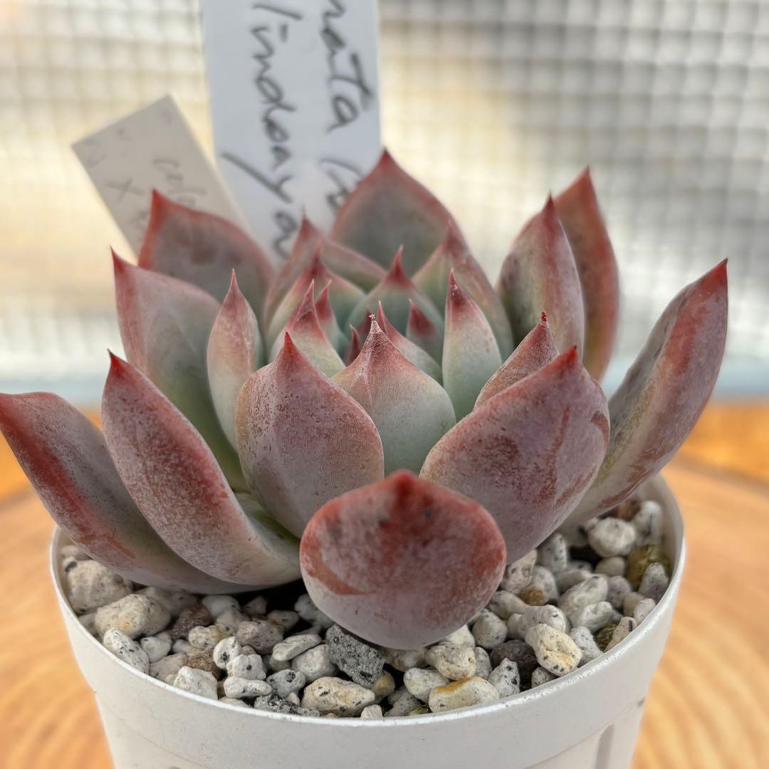 35.【札付き】石田コロラータ×臼田リンゼアナ サボテン相談室 多肉 エケベリア