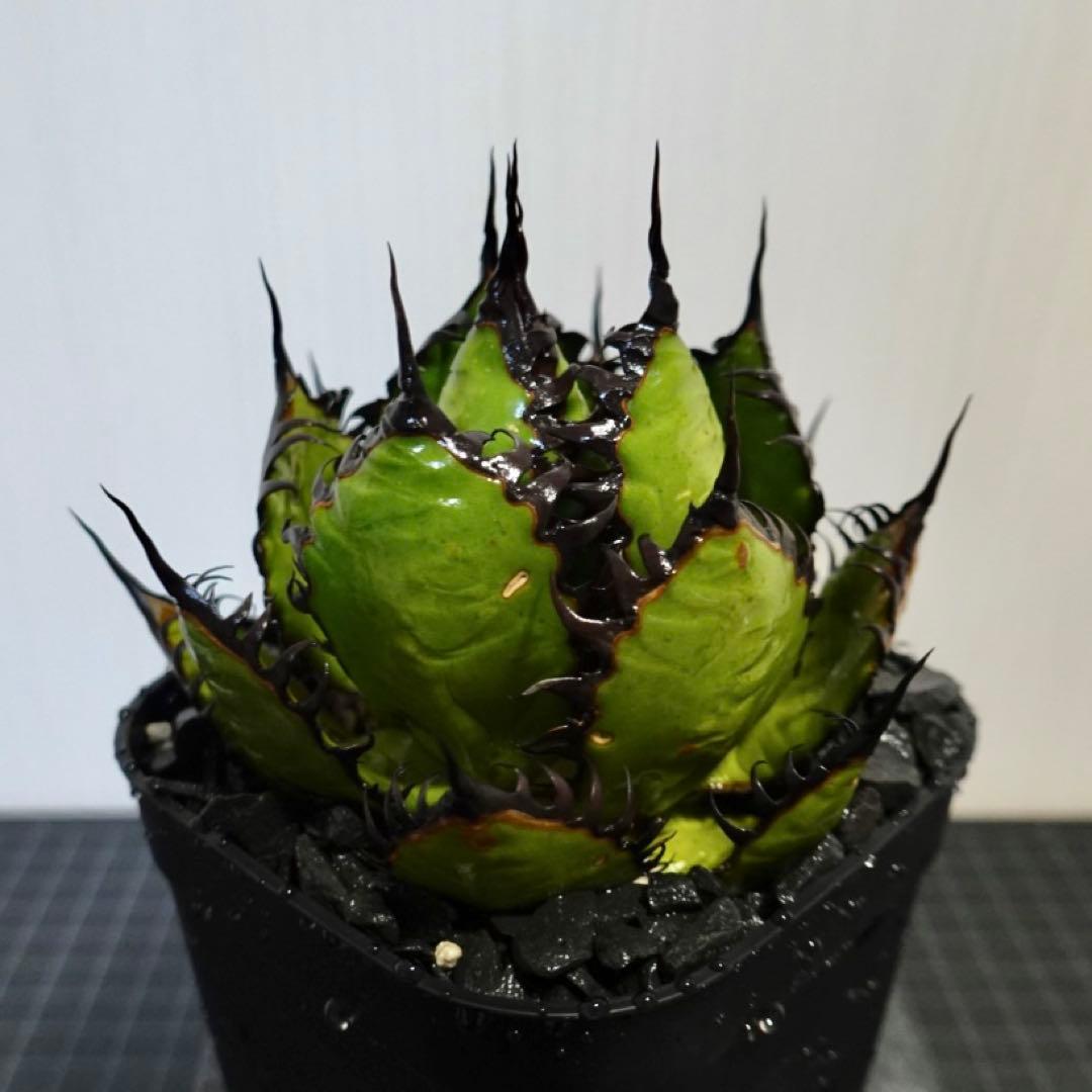 2137 【鉢のまま発送】 アガベ ホリダ