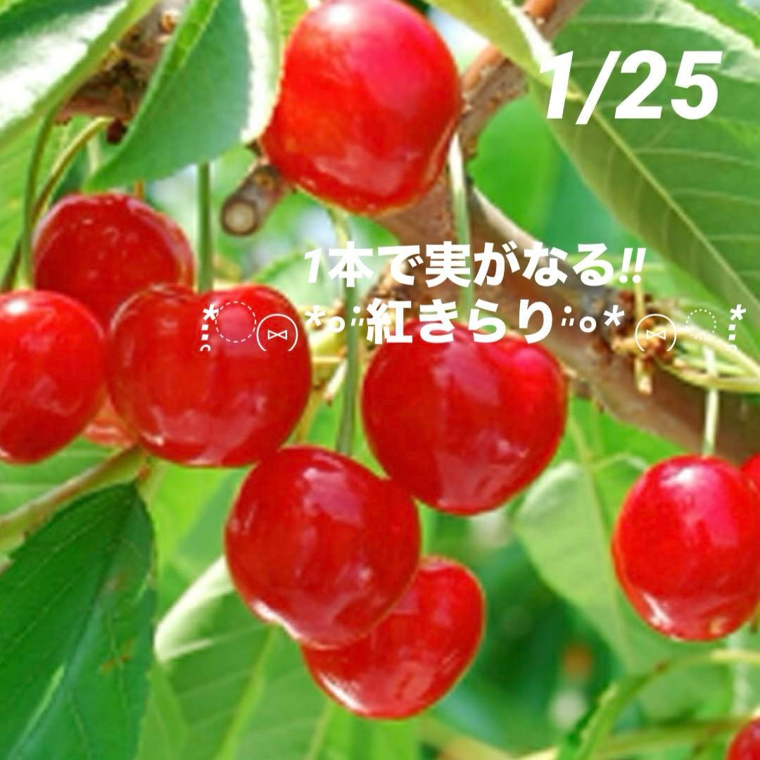 ①*:ஐ 1本で実がなる*:ஐ接木・さくらんぼ・苗木【桜桃・紅きらり】4号