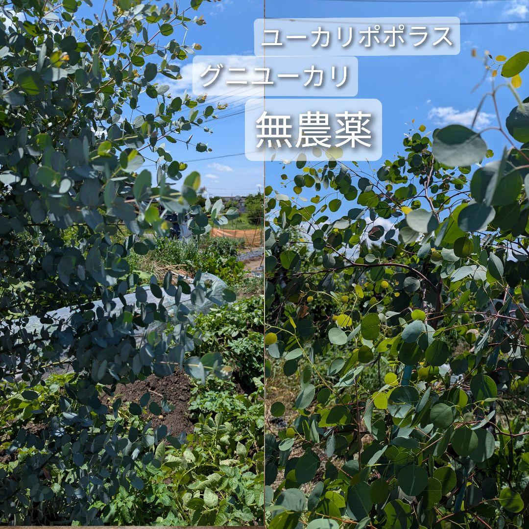 専用＊ユーカリポポラス.グニユーカリ.フレッシュ詰め合わせ　 80サイズ