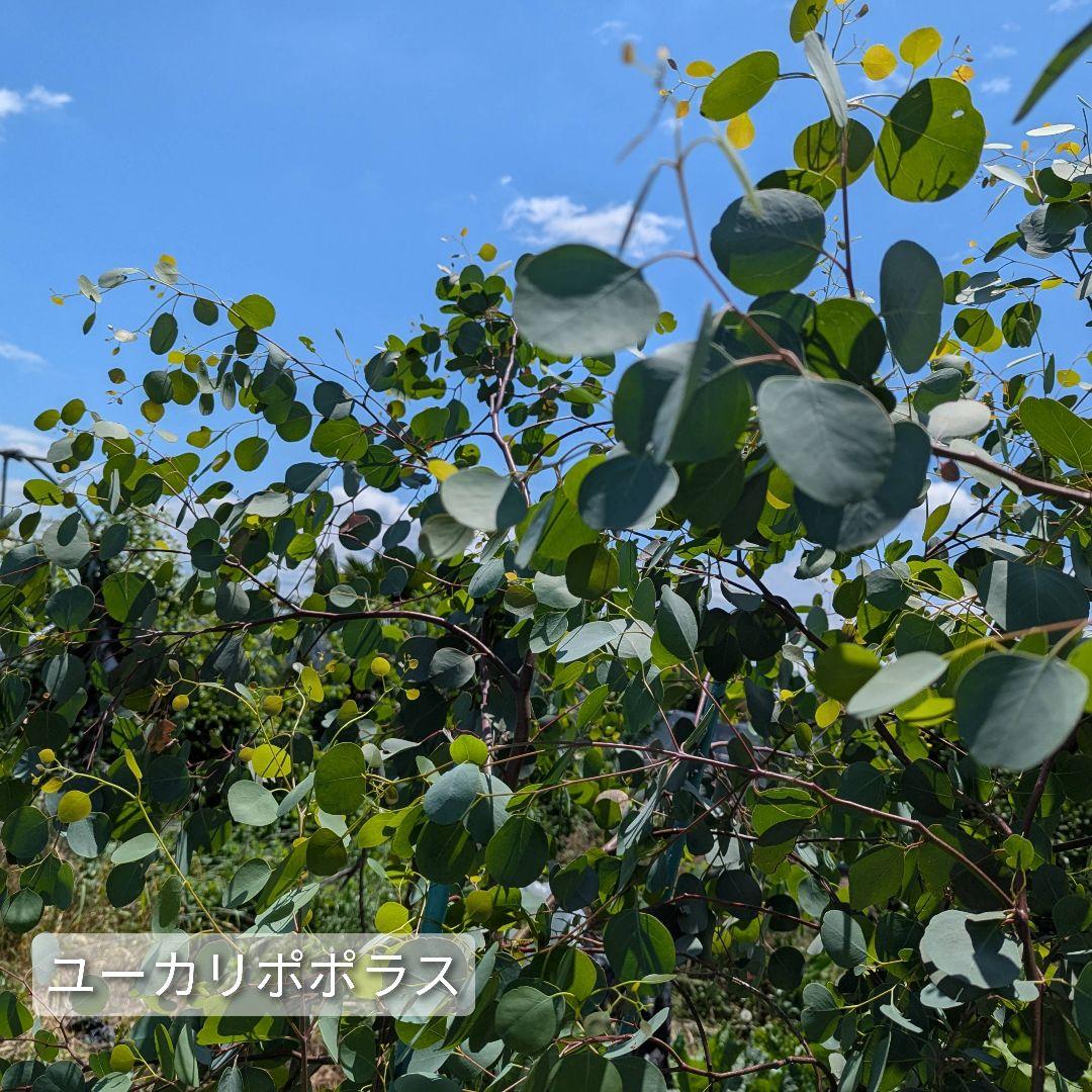 専用＊ユーカリポポラス.グニユーカリ.フレッシュ詰め合わせ　 80サイズ
