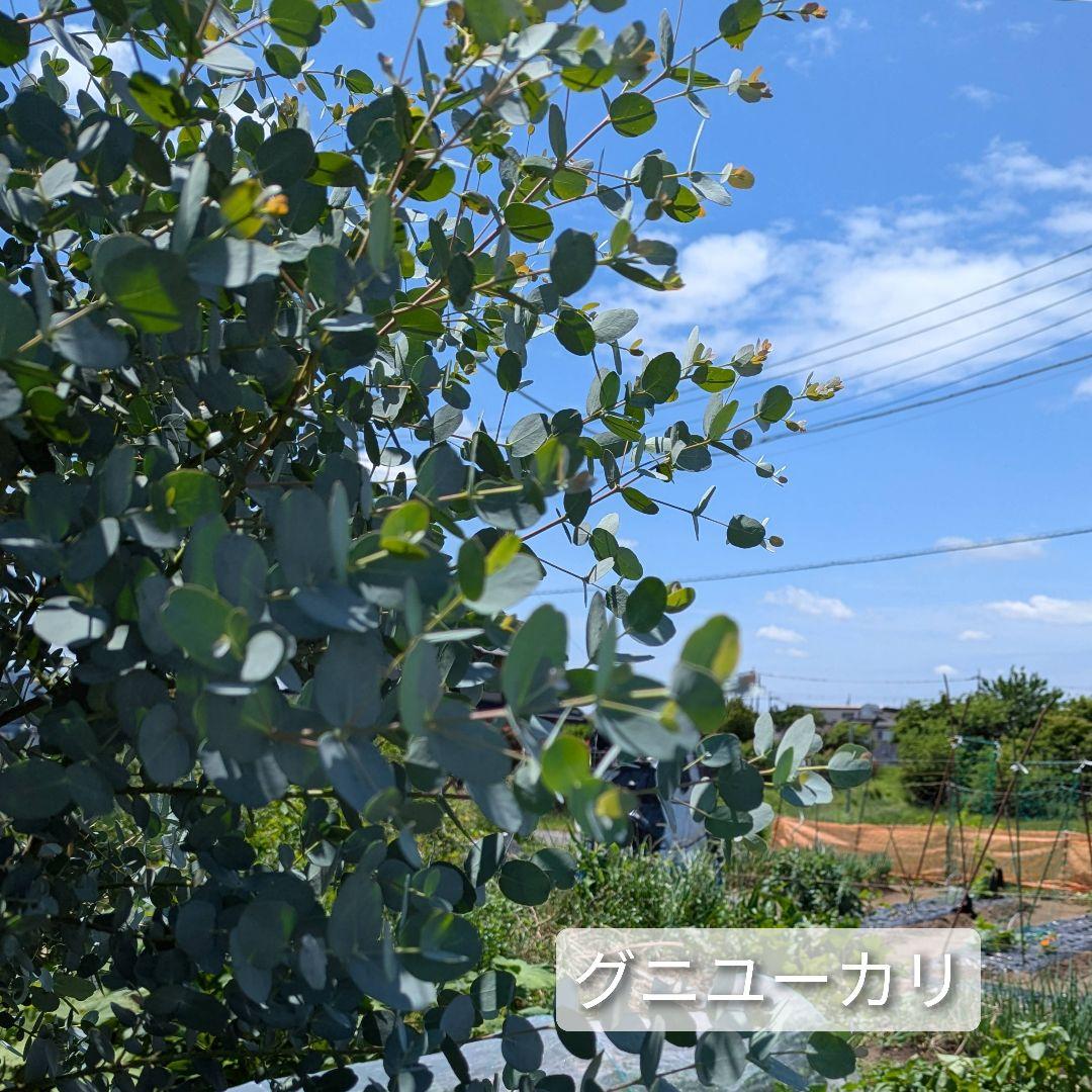 専用＊ユーカリポポラス.グニユーカリ.フレッシュ詰め合わせ　 80サイズ