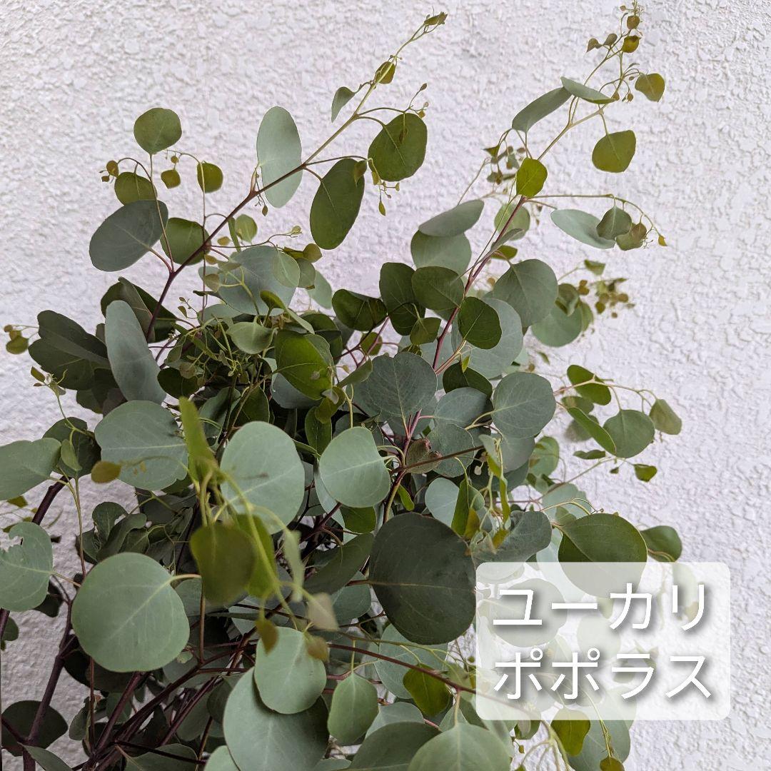 専用＊ユーカリポポラス.グニユーカリ.フレッシュ詰め合わせ　 80サイズ